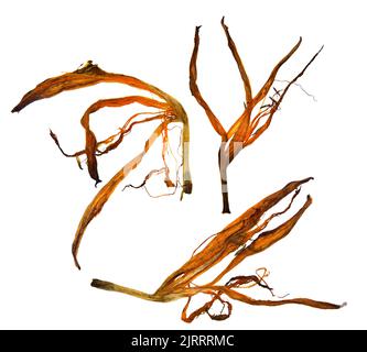 Bizarre gebogene, extrudierte getrocknete Lilienblätter Stockfoto