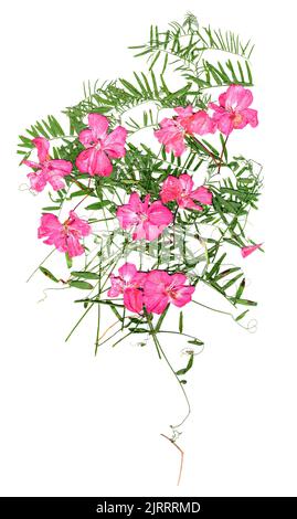 Anwendung, ein Bouquet von getrockneten, drückenden, leuchtend rosa Geranienblüten und kleinen zarten Blättern von süßen Erbsen Stockfoto