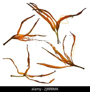 Bizarre gebogene, extrudierte getrocknete Lilienblätter Stockfoto