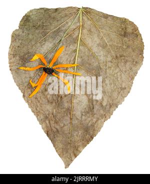 Gepresste riesige graue Pappelblätter mit getrockneten Artischockenblüten Stockfoto