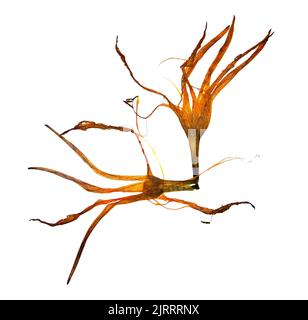 Bizarre gebogene, extrudierte getrocknete Lilienblätter Stockfoto