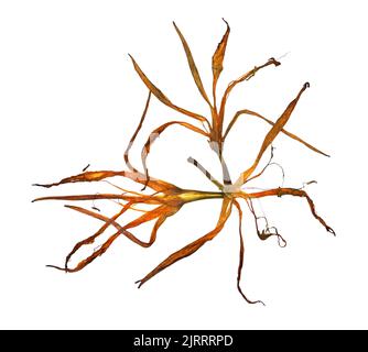 Bizarre gebogene, extrudierte getrocknete Lilienblätter Stockfoto