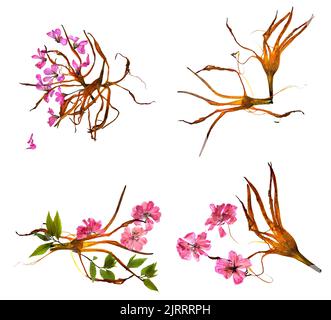 Bizarre gebogene, extrudierte, getrocknete Lilienblätter und gepresste, zarte Blütengeranie in Pink Stockfoto