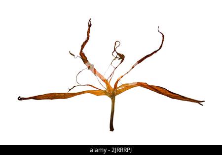 Bizarre gebogene, extrudierte getrocknete Lilienblätter Stockfoto