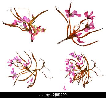 Bizarre gebogene, extrudierte, getrocknete Lilienblätter und gepresste, zarte Blütengeranie in Pink Stockfoto