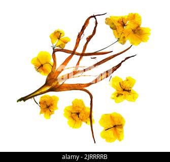 Bizarre gebogene, extrudierte getrocknete Lilienblätter. Blume gelbes Celandin gepresst Stockfoto