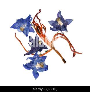 Gepresste mehrfarbige Aquilegia mit bizarr geschwungenen, extrudierten getrockneten Lilienblättern Stockfoto