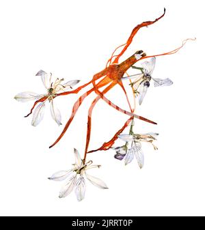 Gepresste mehrfarbige Aquilegia mit bizarr geschwungenen, extrudierten getrockneten Lilienblättern Stockfoto