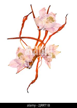 Gepresste mehrfarbige Aquilegia mit bizarr geschwungenen, extrudierten getrockneten Lilienblättern Stockfoto
