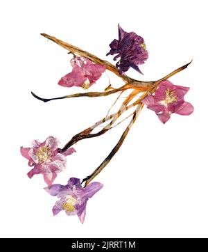 Gepresste mehrfarbige Aquilegia mit bizarr geschwungenen, extrudierten getrockneten Lilienblättern Stockfoto