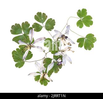 Gepresste mehrfarbige Aquilegia mit bizarr geschwungenen, extrudierten getrockneten Lilienblättern Stockfoto