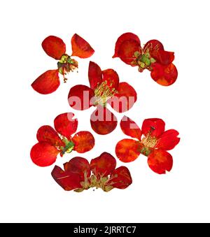 Gepresste und getrocknete Blüten und Blütenblatt von Quitten Blüte von großen roten Blüten von Japonica, Chaenomles, isoliert auf weißem Scrapbook Hintergrund Stockfoto