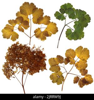 Aquilegia, getrocknete Herbstblätter isolierte Elemente rühen Herbstblätter, gepresste zarte Blüten und Blütenblätter von der Vorder- und Rückseite Stockfoto