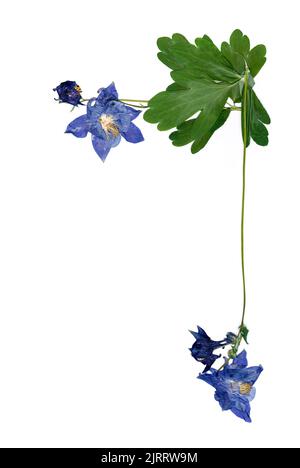Gepresste mehrfarbige Aquilegia mit bizarr geschwungenen, extrudierten getrockneten Lilienblättern Stockfoto