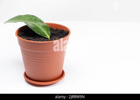 In einem Topf mit Erde gepflanzt, die Stecklinge der Zimmerpflanze Jasmin steplanotis. Stockfoto