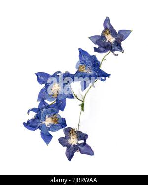 Gepresste mehrfarbige Aquilegia mit bizarr geschwungenen, extrudierten getrockneten Lilienblättern Stockfoto