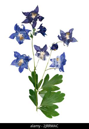 Gepresste mehrfarbige Aquilegia mit bizarr geschwungenen, extrudierten getrockneten Lilienblättern Stockfoto