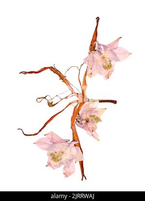 Gepresste mehrfarbige Aquilegia mit bizarr geschwungenen, extrudierten getrockneten Lilienblättern Stockfoto