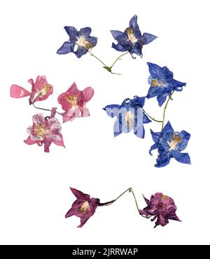 Gepresste mehrfarbige Aquilegia mit bizarr geschwungenen, extrudierten getrockneten Lilienblättern Stockfoto