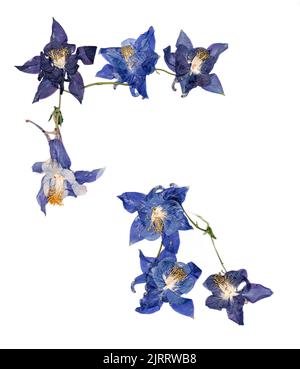 Gepresste mehrfarbige Aquilegia mit bizarr geschwungenen, extrudierten getrockneten Lilienblättern Stockfoto