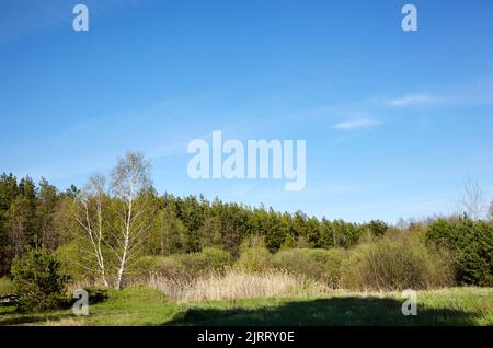 Dichter Wald am Himmel und Wiesen. Schöne Landschaft von einer Reihe von Bäumen und blauen Himmel Hintergrund Stockfoto