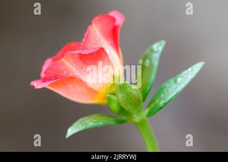 Isolierte Blume Mit Wassertropfen Stockfoto