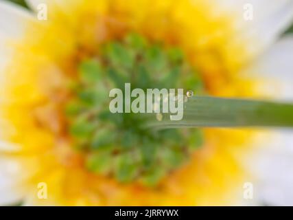 Wassertropfen auf Einem Stem einer isolierten Cosmos Flower Stockfoto