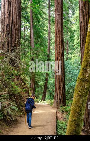 Menschen, die auf einem Pfad an riesigen Mammutbäumen vorbei durch Muir Woods in Marin County, Kalifornien, USA, wandern Stockfoto