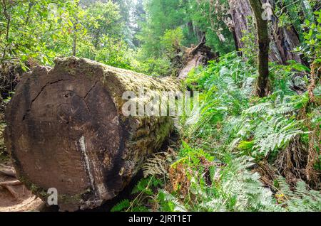 In Muir Woods in Marin County, Kalifornien, USA, wurde ein massiver Mammutbaum aus Rotholz gefällt, der einen großen Querschnitt zeigt. Stockfoto