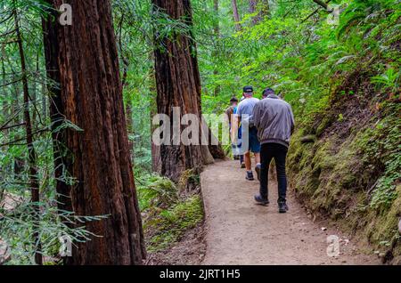 Menschen, die auf einem Pfad an riesigen Mammutbäumen vorbei durch Muir Woods in Marin County, Kalifornien, USA, wandern Stockfoto