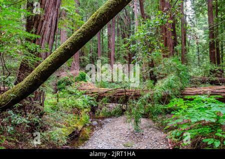 In Marin County, Kalifornien, USA, war ein Baum in einem von Mammutbäumen besiedelten Wald über einen Bach gefallen Stockfoto