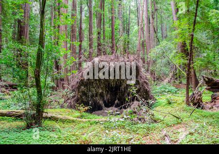 In einem Wald im Marin County, Kalifornien, USA, ist ein riesiger Mammutbaum aus Mammutholz gefallen Stockfoto