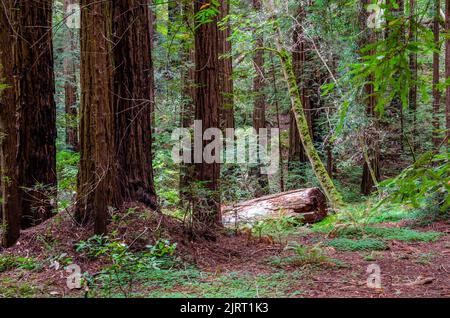 Ein Baumstamm bildet einen gefallenen Baum in einem Mammutbaumwald in Muir Woods in Marin County, Kalifornien, USA Stockfoto