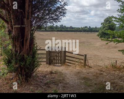 Dürre UK 2022; ausgetrocknete Felder in Old Woverton, Buckinghamshire Stockfoto