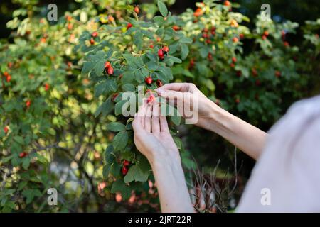 Eine Frau sammelt Hagebuttenbeeren aus einem grünen Busch Stockfoto