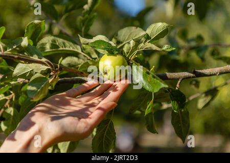 Die Frau greift nach einem Apfel Stockfoto