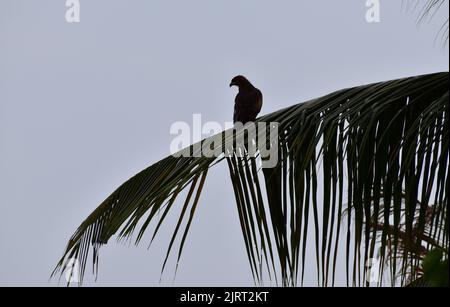 Ein Adler, der in der Dämmerung auf einem Kokosnussblatt sitzt Stockfoto