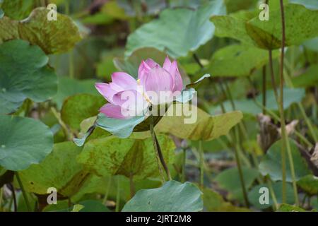 Eine blühende rote Lotusblume (Nelumbo nucifera) in einem Teich Stockfoto