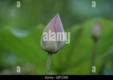 Rote Lotusknospen (Nelumbo nucifera) im Hintergrund grüner Blätter. Stockfoto