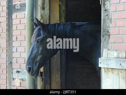 Ein schwarzes Pferd in seinem Stall. Sein Kopf ist draußen. Stockfoto