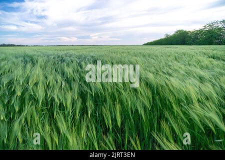 Grünes Weizenfeld auf dem Land, Nahaufnahme, selektiver Fokus. Weizenfeld, das bei Sonnenuntergang im Wind weht. Junge und grüne Stacheletts. Ohren von Gerste Stockfoto