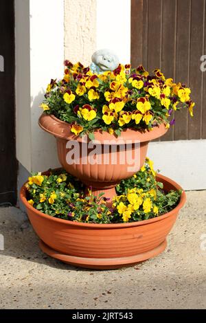 Vintage lustig aussehende glücklich alten Garten Dekoration Frosch auf verschiedenen Farben Wilde Stiefmütterchen oder Viola tricolor oder Johnny springen oder Herzsease oder Herzen Stockfoto