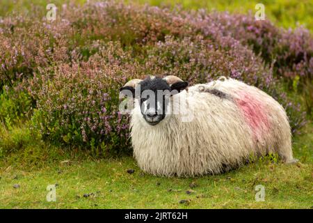 Im Spätsommer, wenn die Heide in voller Blüte steht, liegt das gut angebaute Dalesbred-Lamm, das frei herumläuft und im Heidekraut liegt. Nach vorne. Nahaufnahme. H Stockfoto