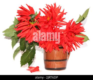 Rote Dahlien in einer Keramikvase isoliert Stockfoto