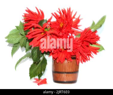 Rote Dahlien in einer in Bewegung isolierten Keramikvase Stockfoto