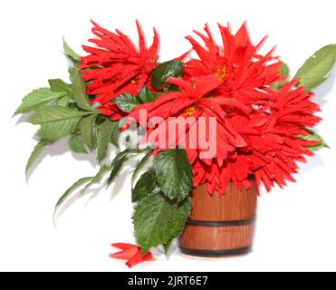 Rote Dahlien in einer in Bewegung isolierten Keramikvase Stockfoto