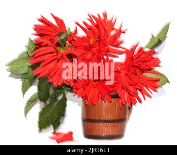 Rote Dahlien in einer in Bewegung isolierten Keramikvase Stockfoto