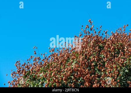 Koelreuteria Paniculata Baum Stockfoto