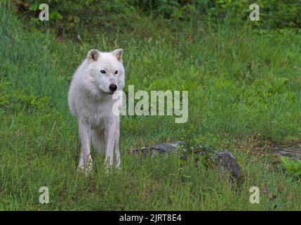 Der weiße Nordwolf im Wald verfolgt seine Beute Stockfoto