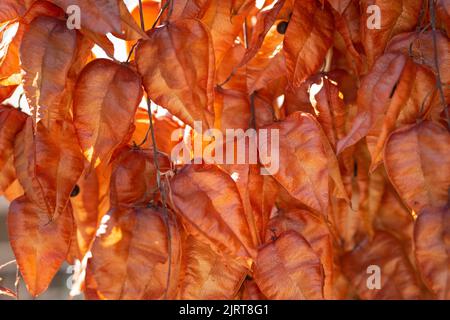 Samenpfanne des Koelreuteria Paniculata-Baumes Stockfoto